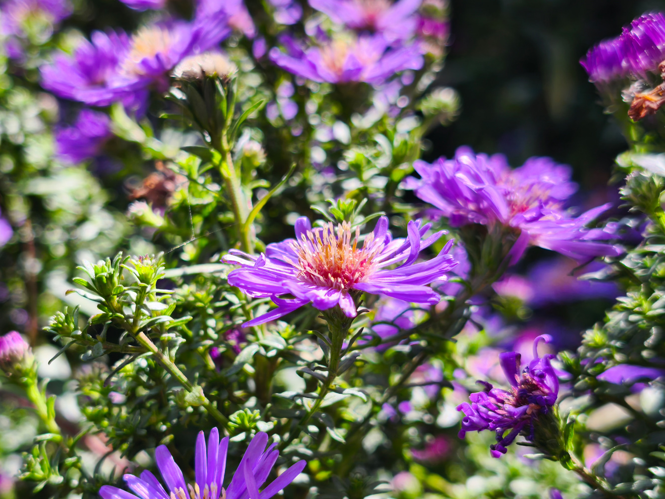 Xiaomi 14T Pro camera samples close up flowers