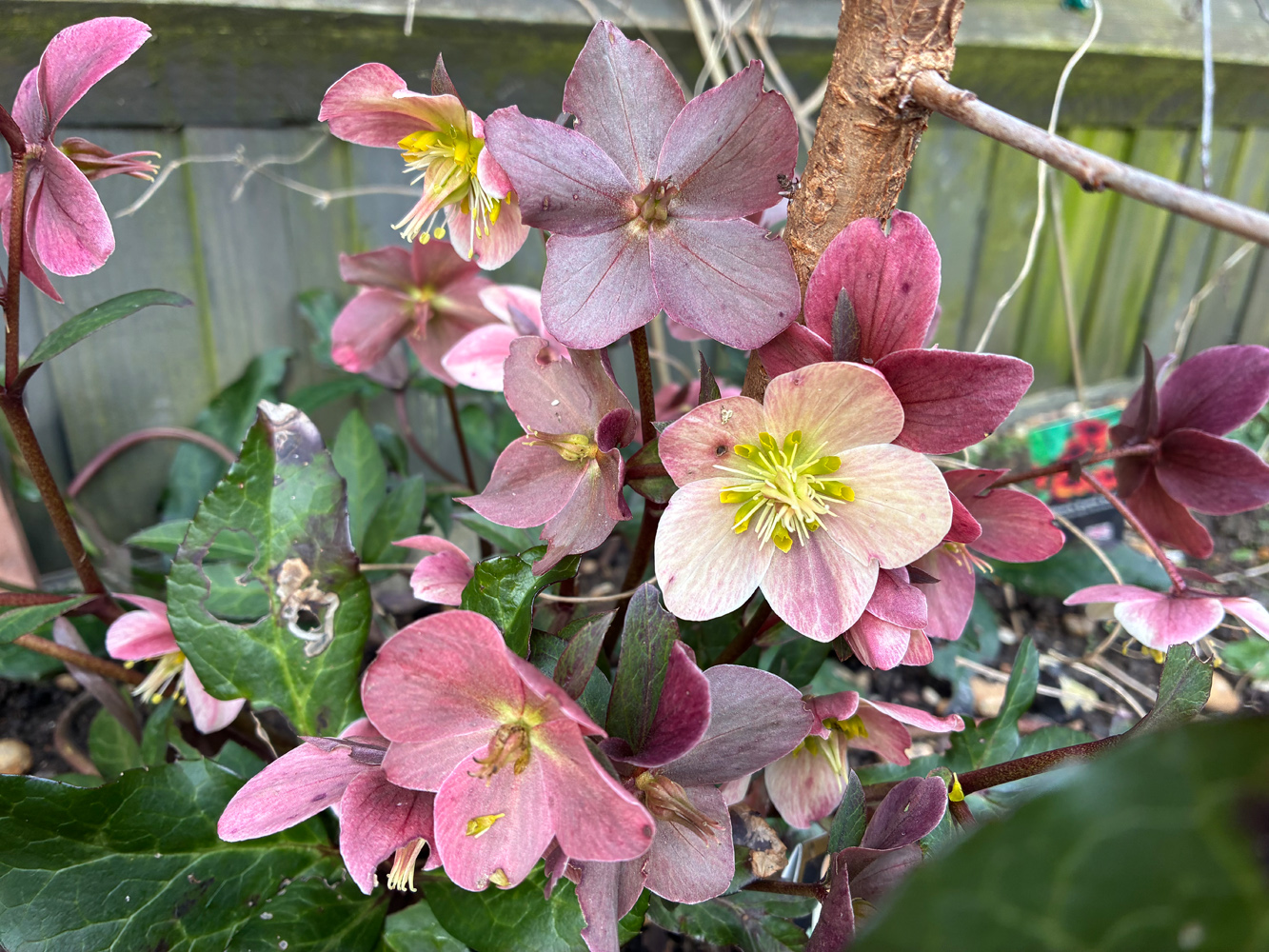 Apple iPhone 16e cameras samples flowers